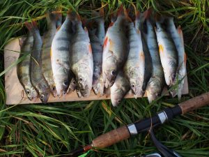 raw fish perch fishing rod