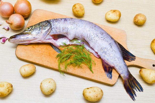 Pike fish raw