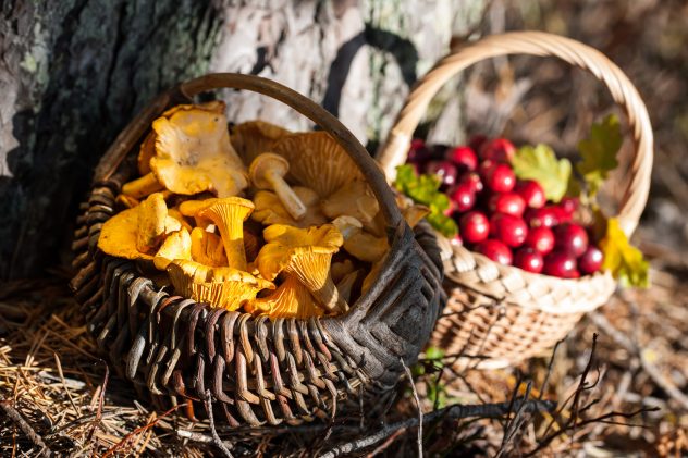 Baskets of red wild cranberries and chanterelles