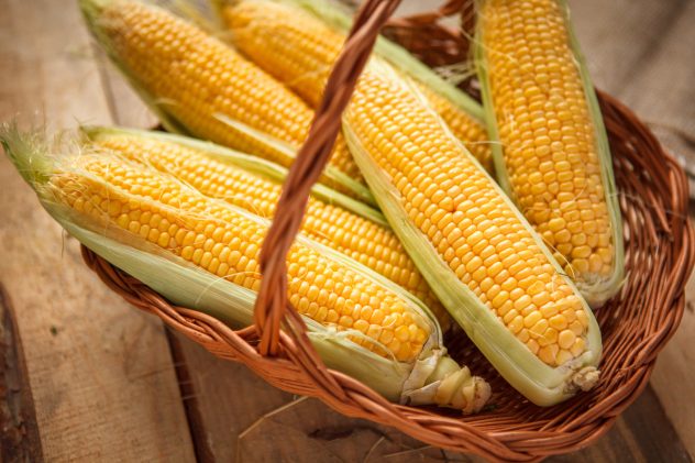 Ear of corn, revealing yellow kernels