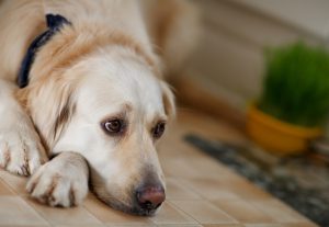 Golden Retriever dog