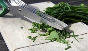 scissors herb cut herbs chives