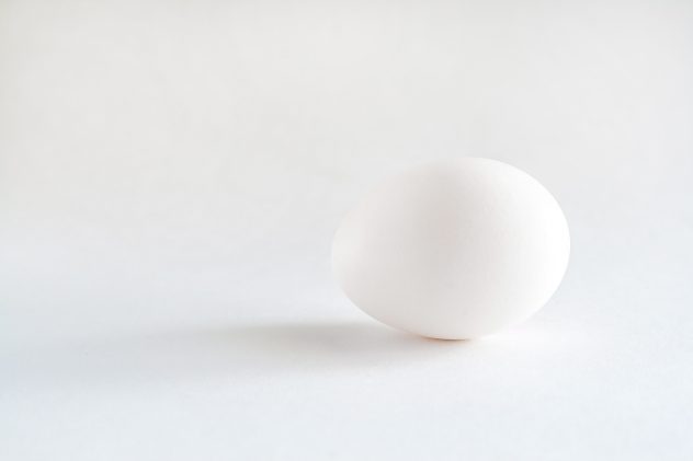 one white egg isolated white background