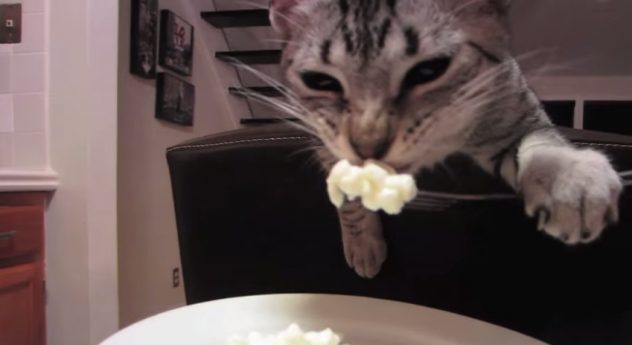 kissa_haarukka