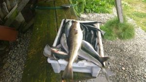 Sørstraumen, kalastajien paratiisi. Matkapäivät 11,12 ja 13. Thumbnail for 51166