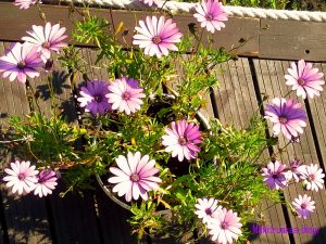 Heinäkuun helteitä ja muita kuulumisia Thumbnail for 51776