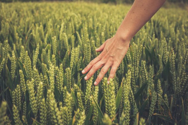 crops fied grains nature