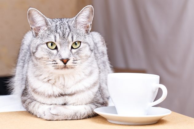 mug cat coffee tea