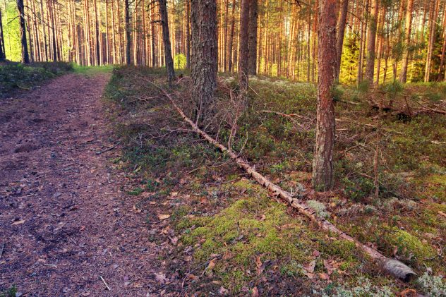 forest summer nature