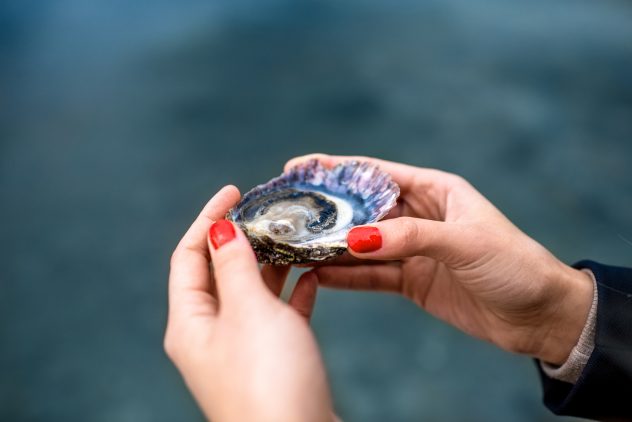 Oyster shellfish