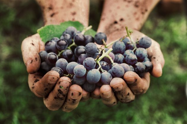 Grapes harvest organic