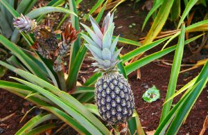 Syö ananasta kerran viikossa: 5 tapaa, joilla se vaikuttaa kehoon ja mieleen 1280px-Ananas_comosus,_Dole_Pineapple_Plantation,_Oahu,_Hawaii,_USA2