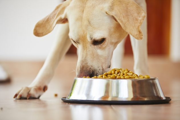 dog eat