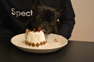 Syntymäpäiväkakku koiralle Thumbnail for 65340