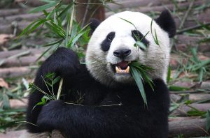1280px-Giant_Panda_Eating