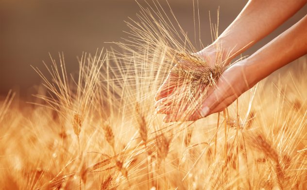 grains wheat