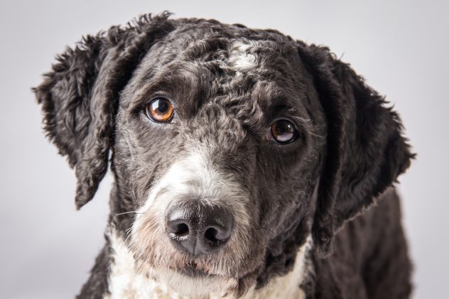 Cassie the Spanish Water Dog