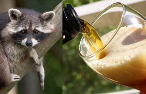 raccoonbeer