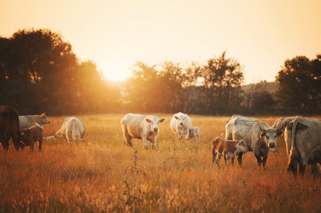 Cows on pasture farm