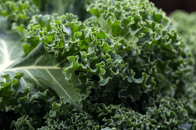 A healthy fresh curly kale green