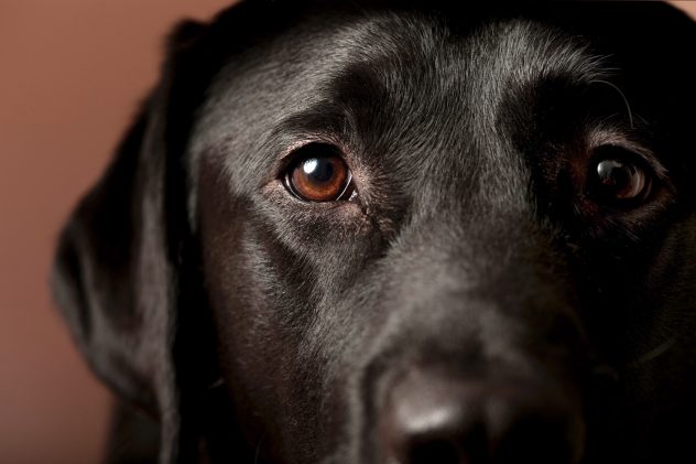 Black Labrador dog