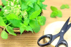 mint herbs herb grow greens