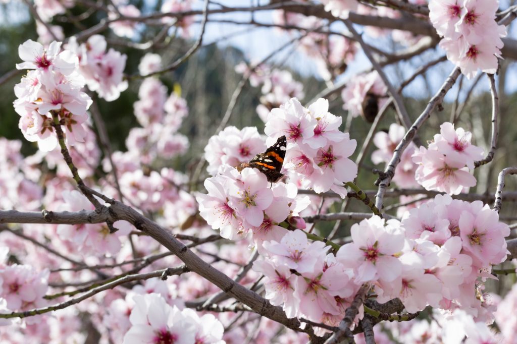 Floracin de almendros en enero