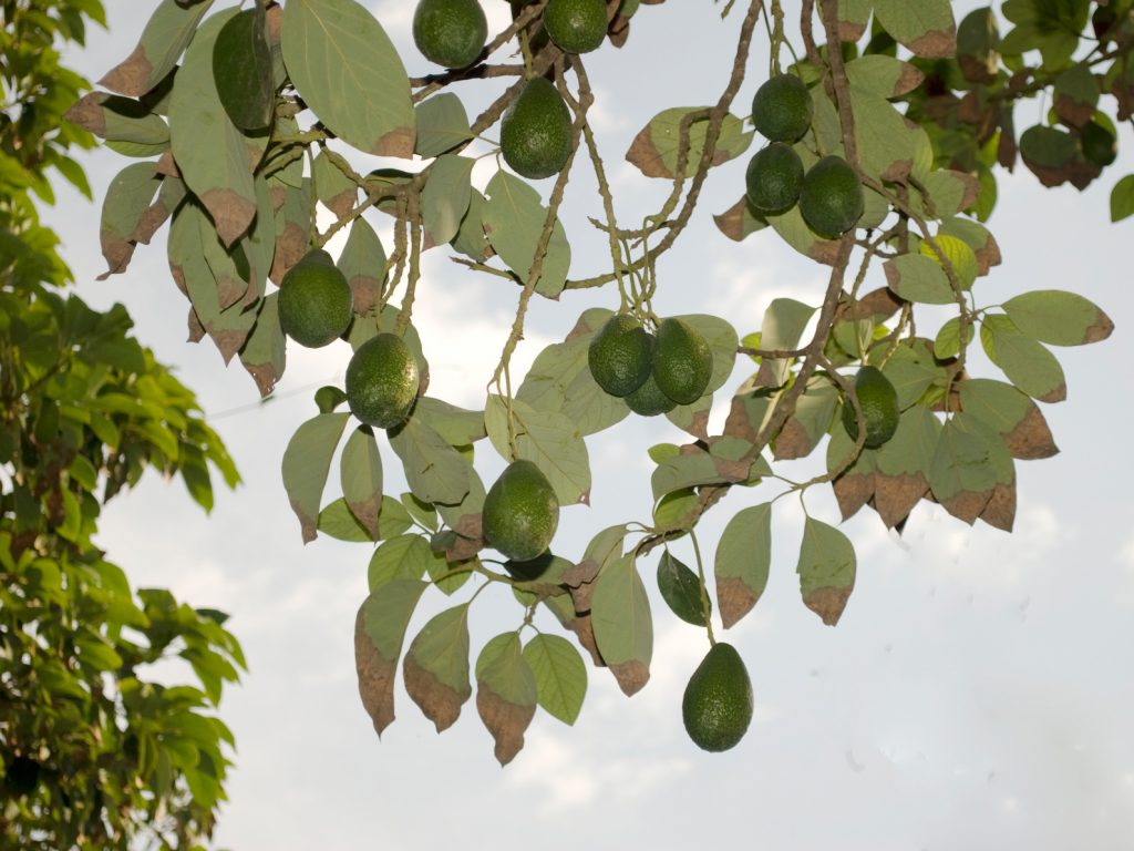 avocado tree