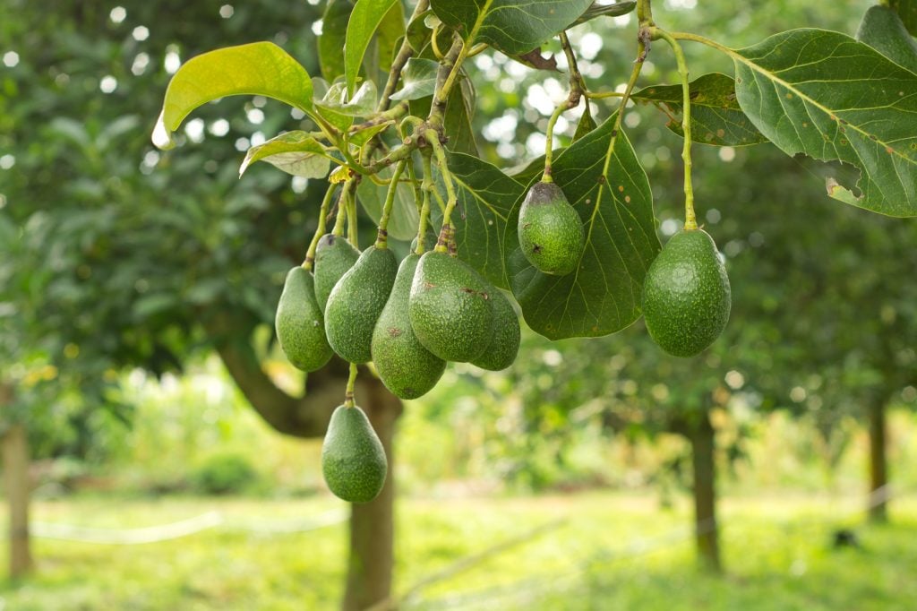 Avocados growing on tree.