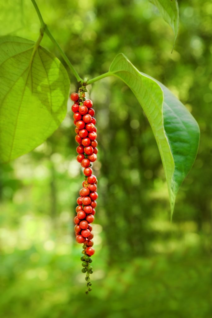 Pepper on the tree