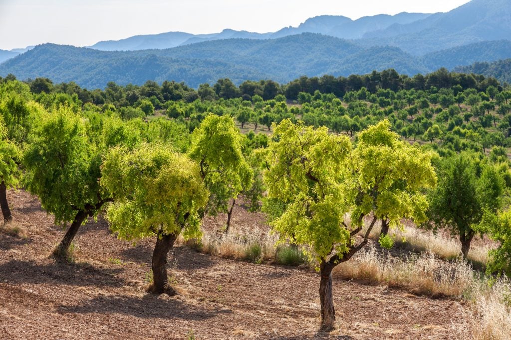 Almond trees with Ports de Besseit Mountains in the background