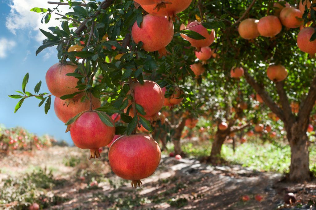 Ripe pomegranate fruits on tree branch.