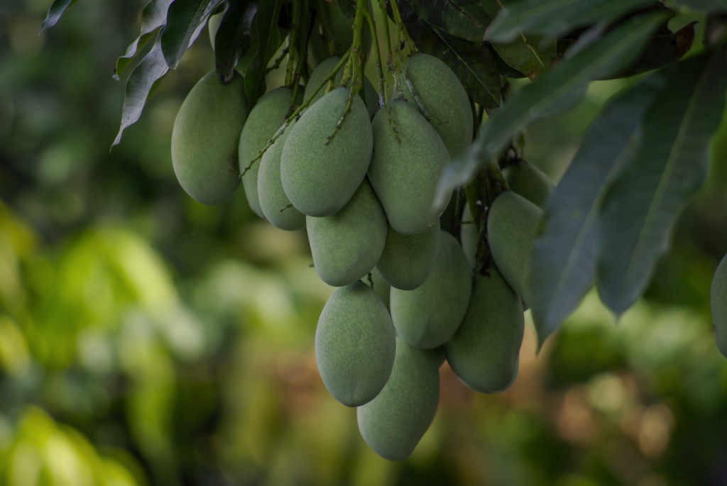 Mango tree