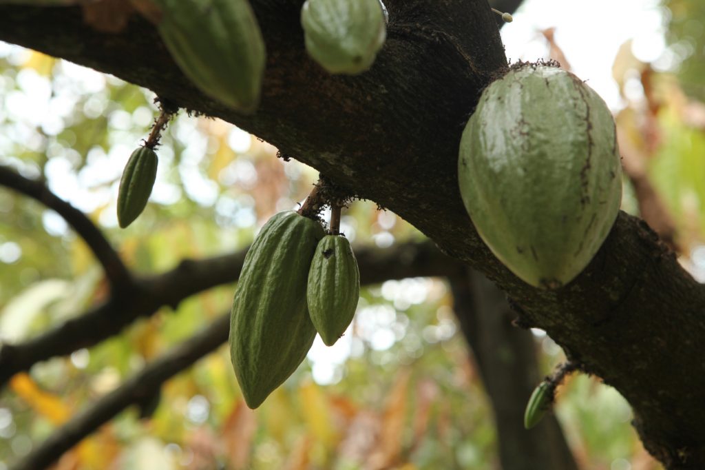 Cacao Tree (Theobroma cacao).
