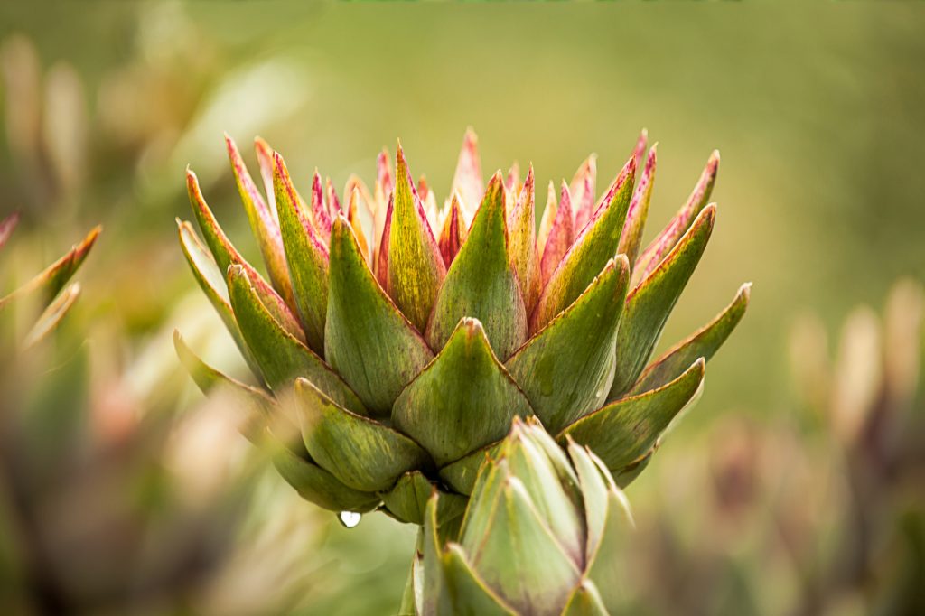 Artischocke (Cynara cardunculus)