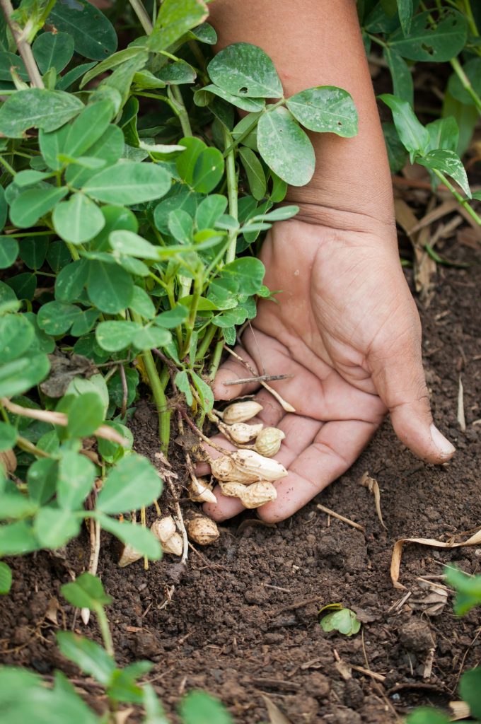 peanut tree