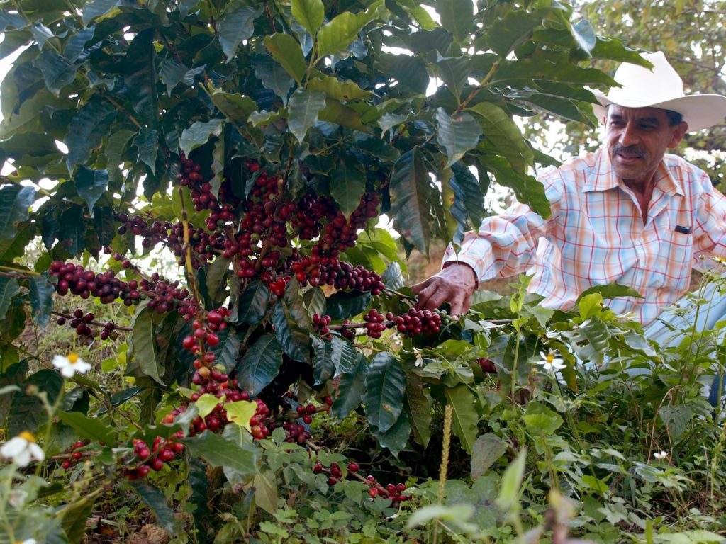 mexican coffee producer showing the ripe coffee cherrys