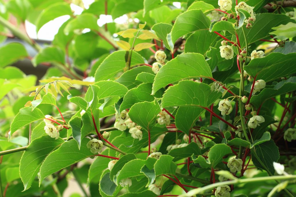 kiwi flowers and plant (actinidia)