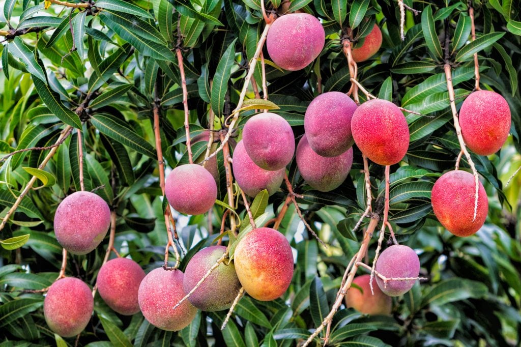 Exotic tropical fruits: Ripe mangos on tree