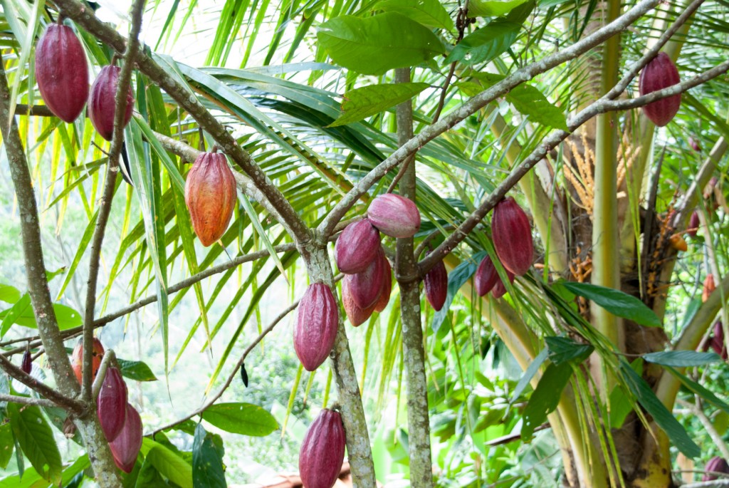 pianta del cacao