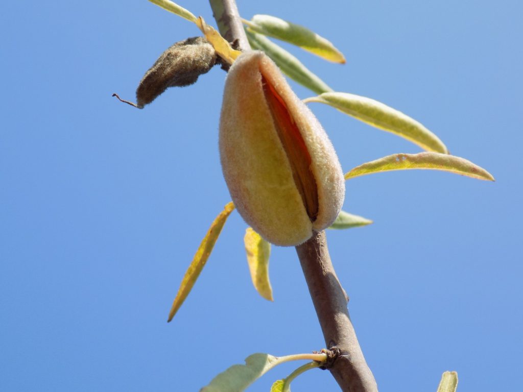 Almond tree