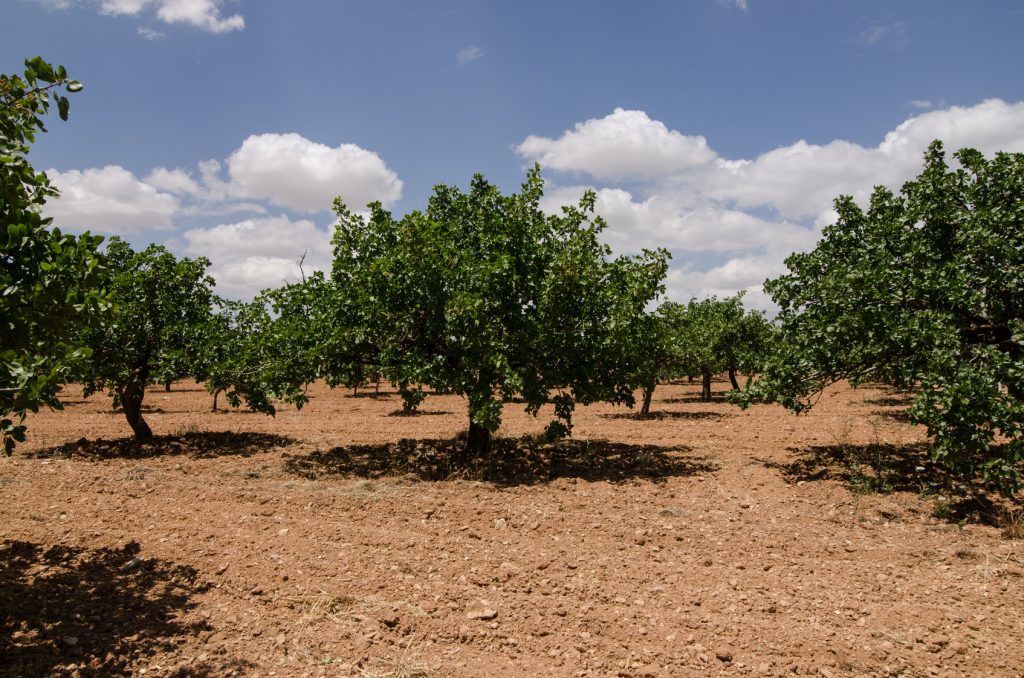 Pistachio trees, Antep , Turkey