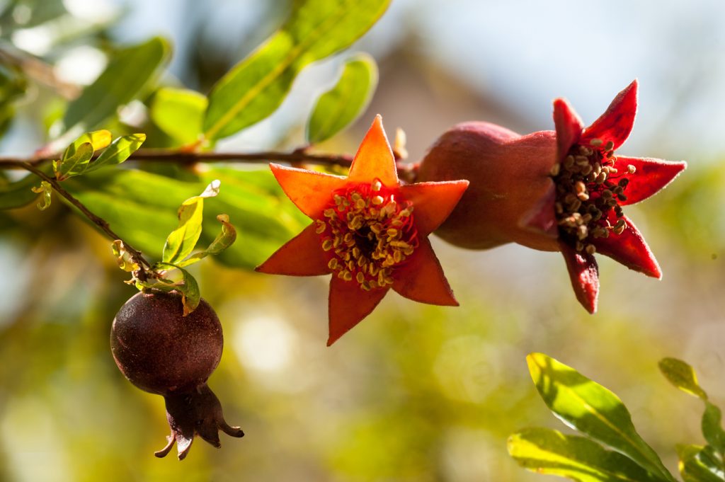 Branch with pomegranate blossoms