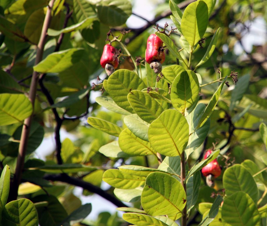 Fresh, juicy, red cashew fruits with nuts, hanging on a tree in a cashew farm