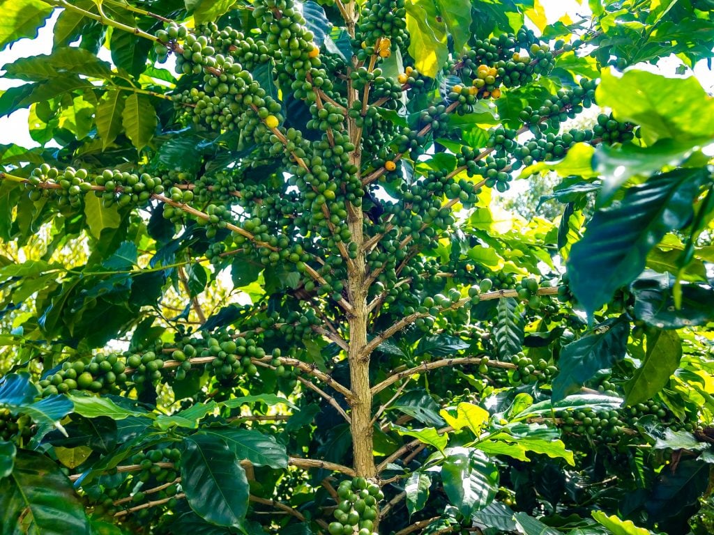 ripe coffee beans on the plantation farm