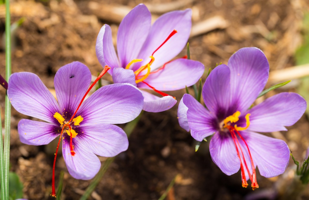 Close up of Crocus sativus flower on field