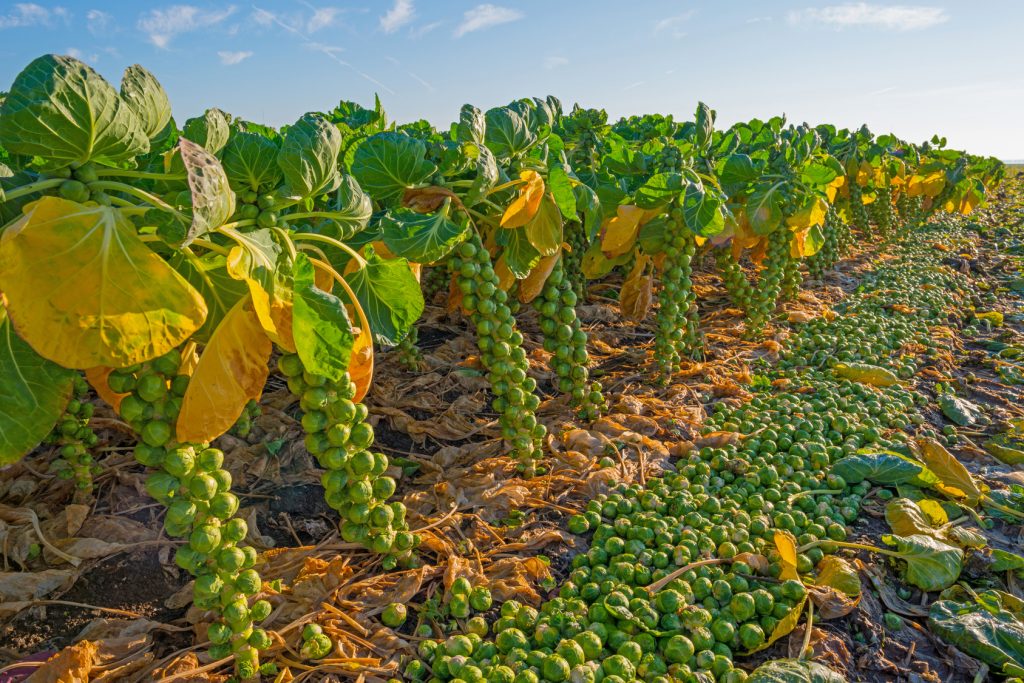 Vegetables growing in a field in autumn