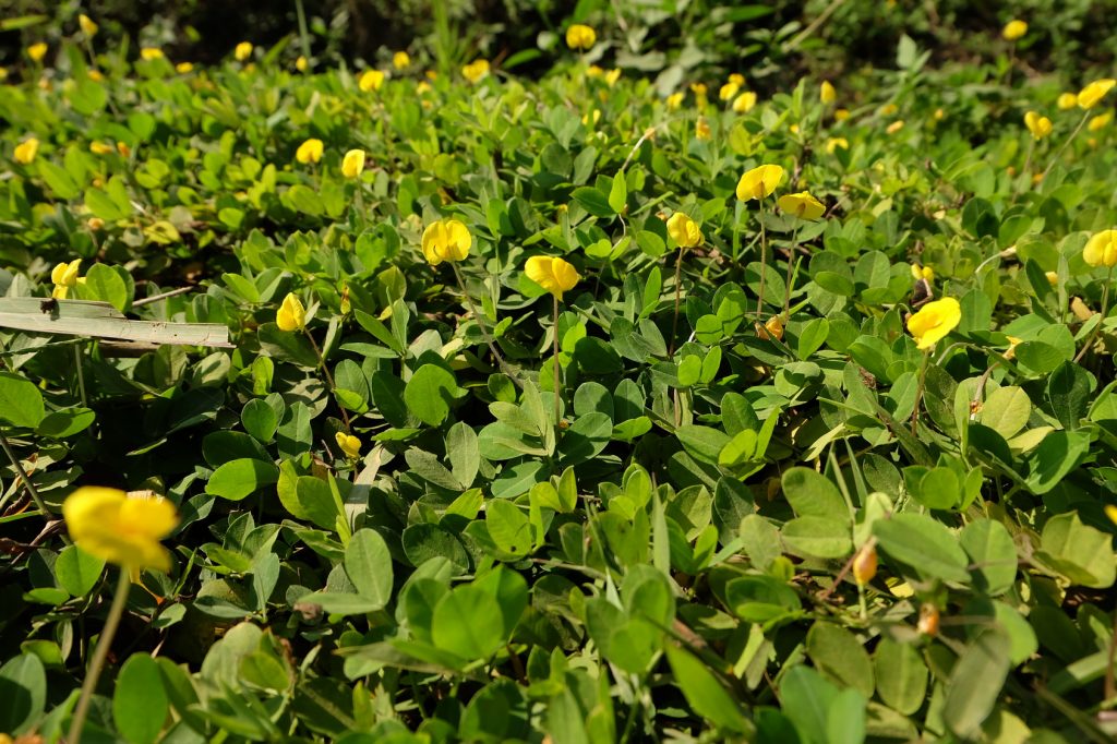 pinto peanut Field.