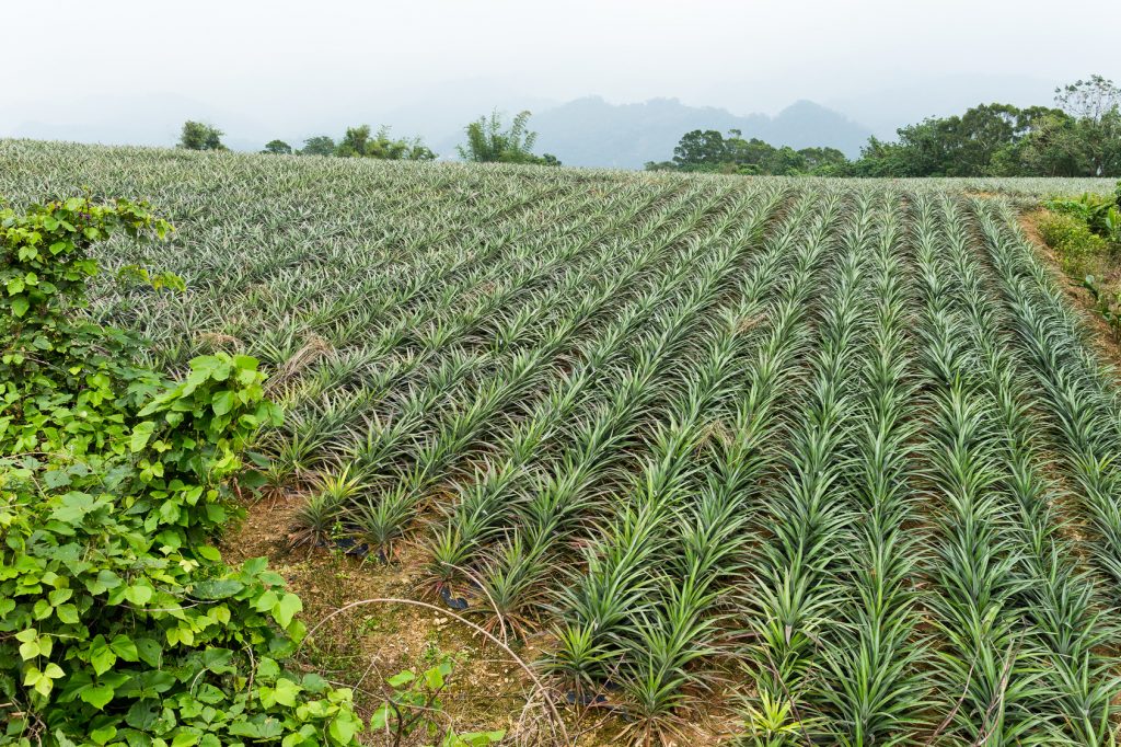 Pineapple fruit field