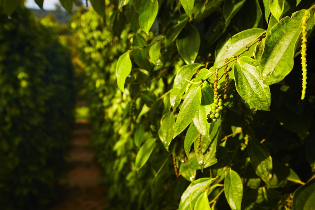 Green pepper plant